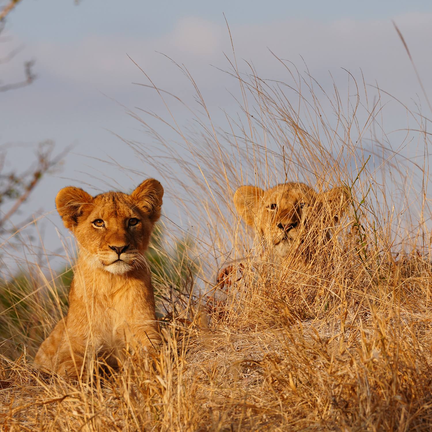 Lion cubs