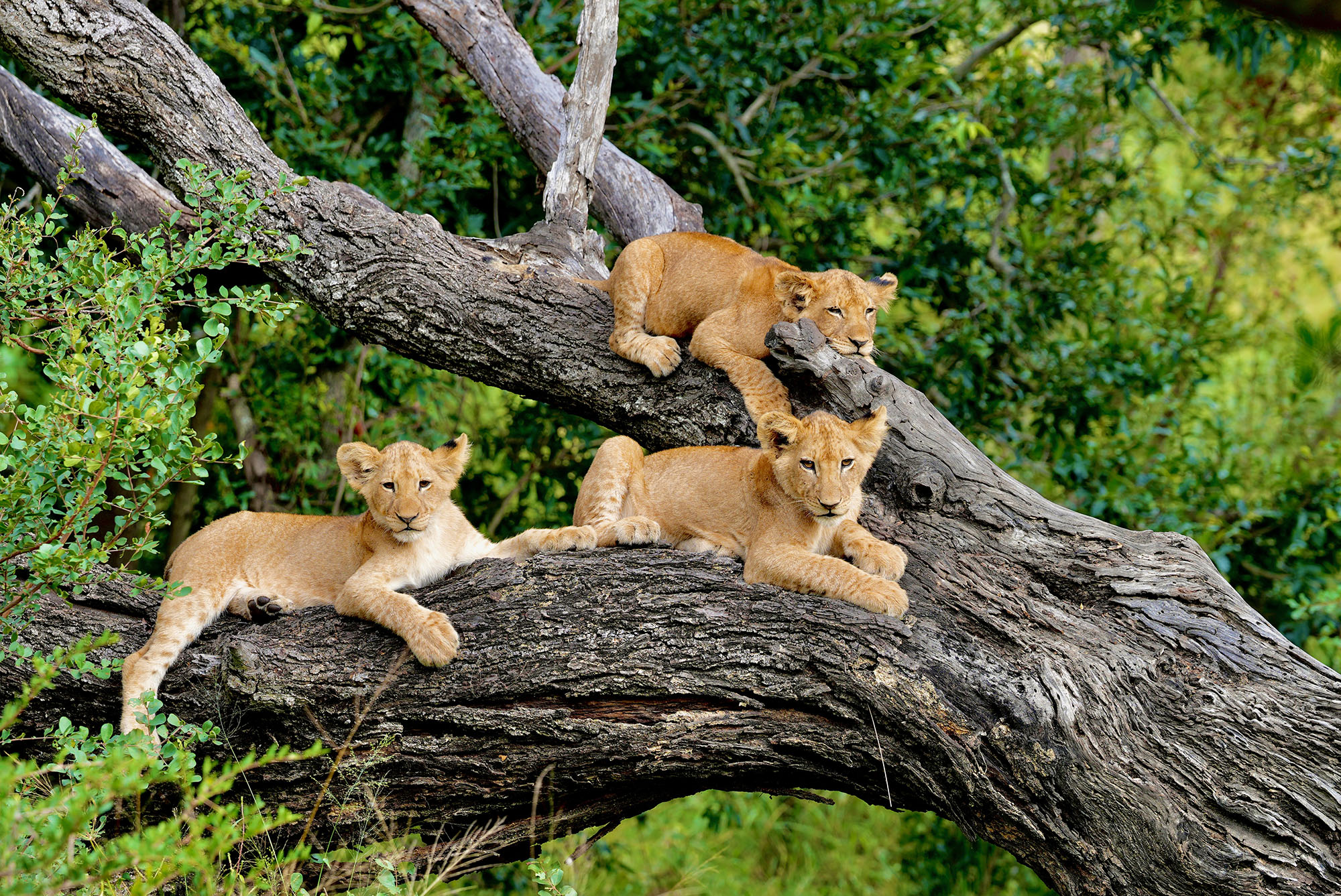 Lion cubs